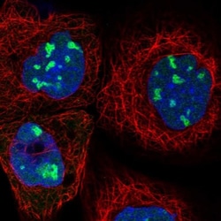 BYSL Antibody, Novus Biologicals:Antibodies:Primary Antibodies
